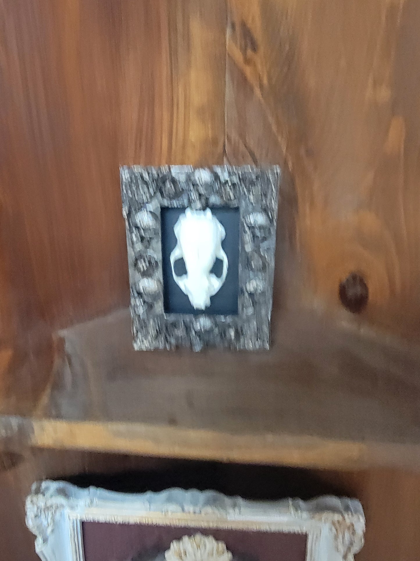 Squeral skull
