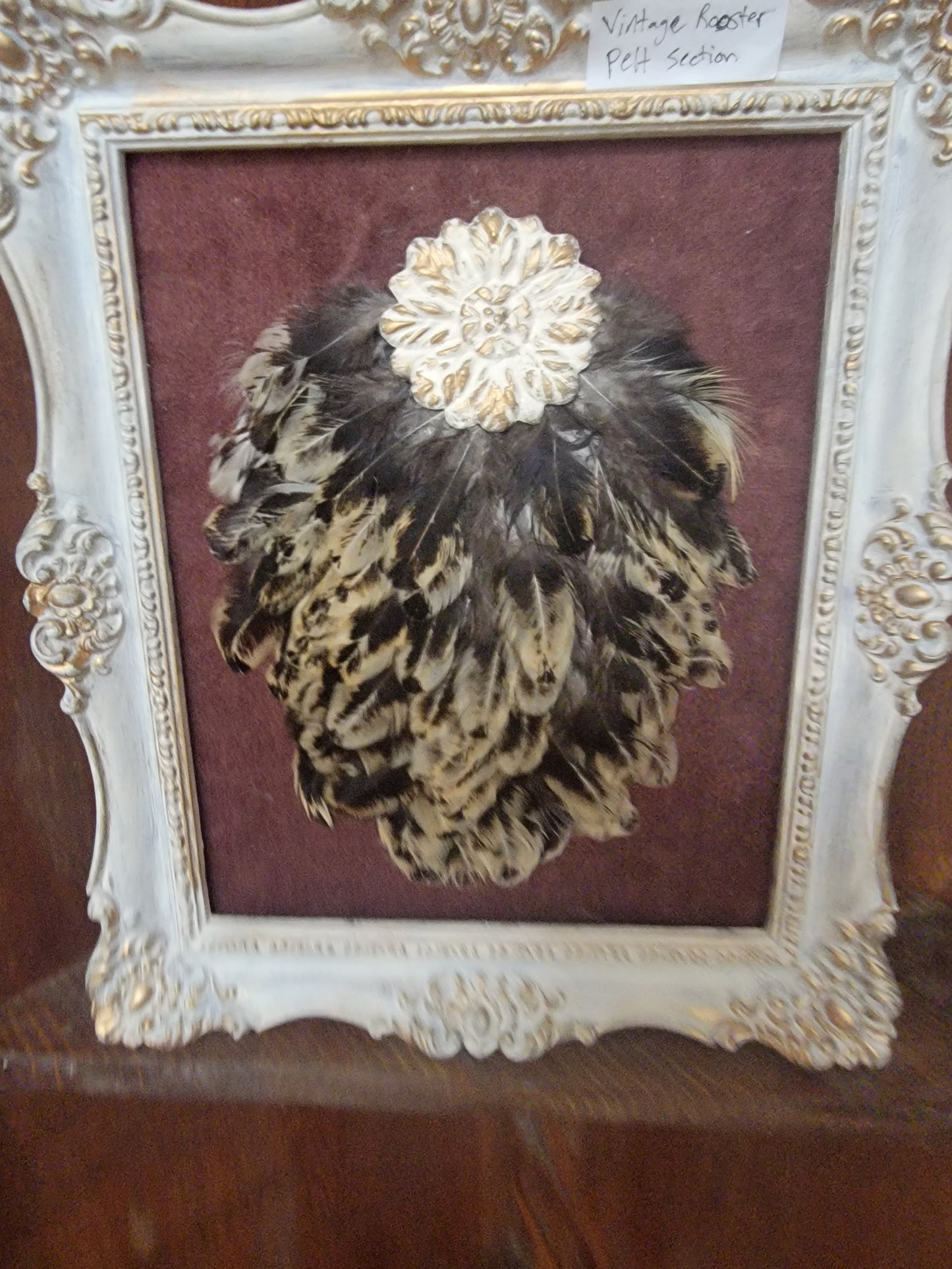 Rooster feathers in frame