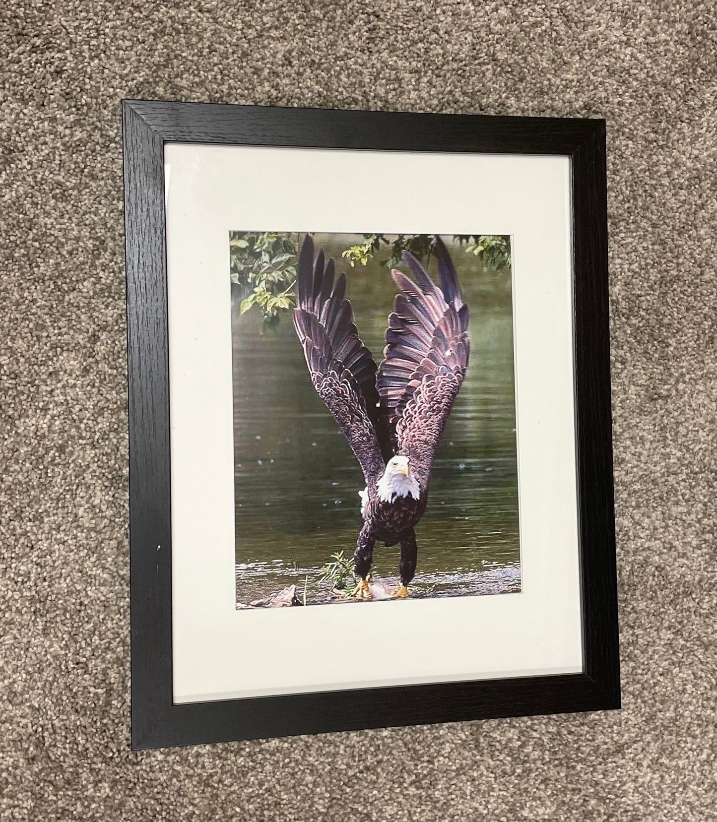 Eagle, framed photograph by local photographer Brian Caroway (c)