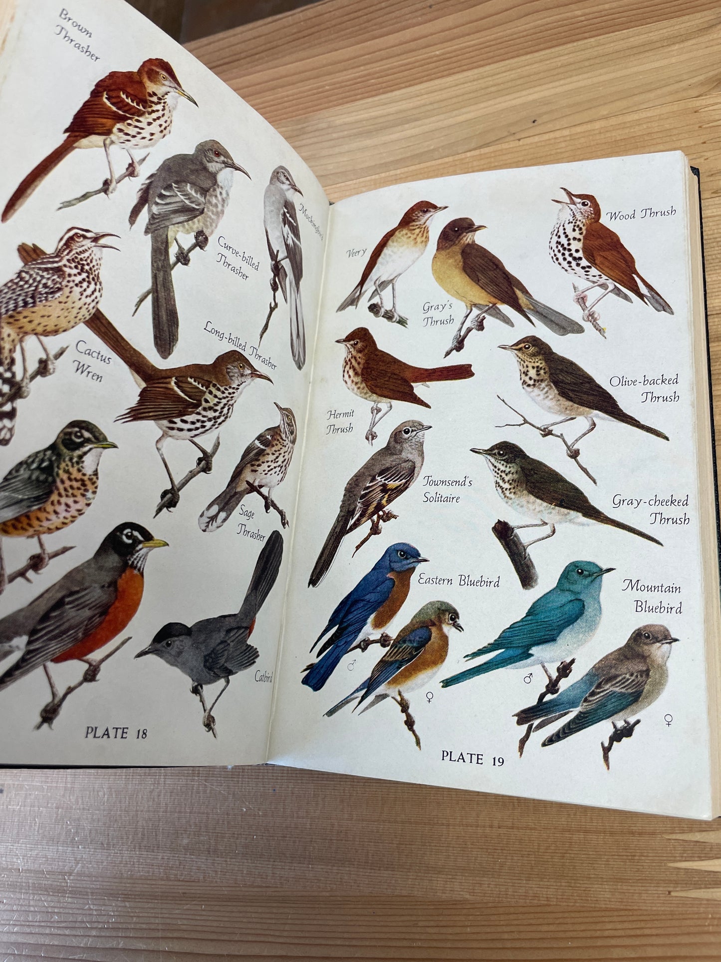 Audubon Bird Guide: Eastern Land Birds