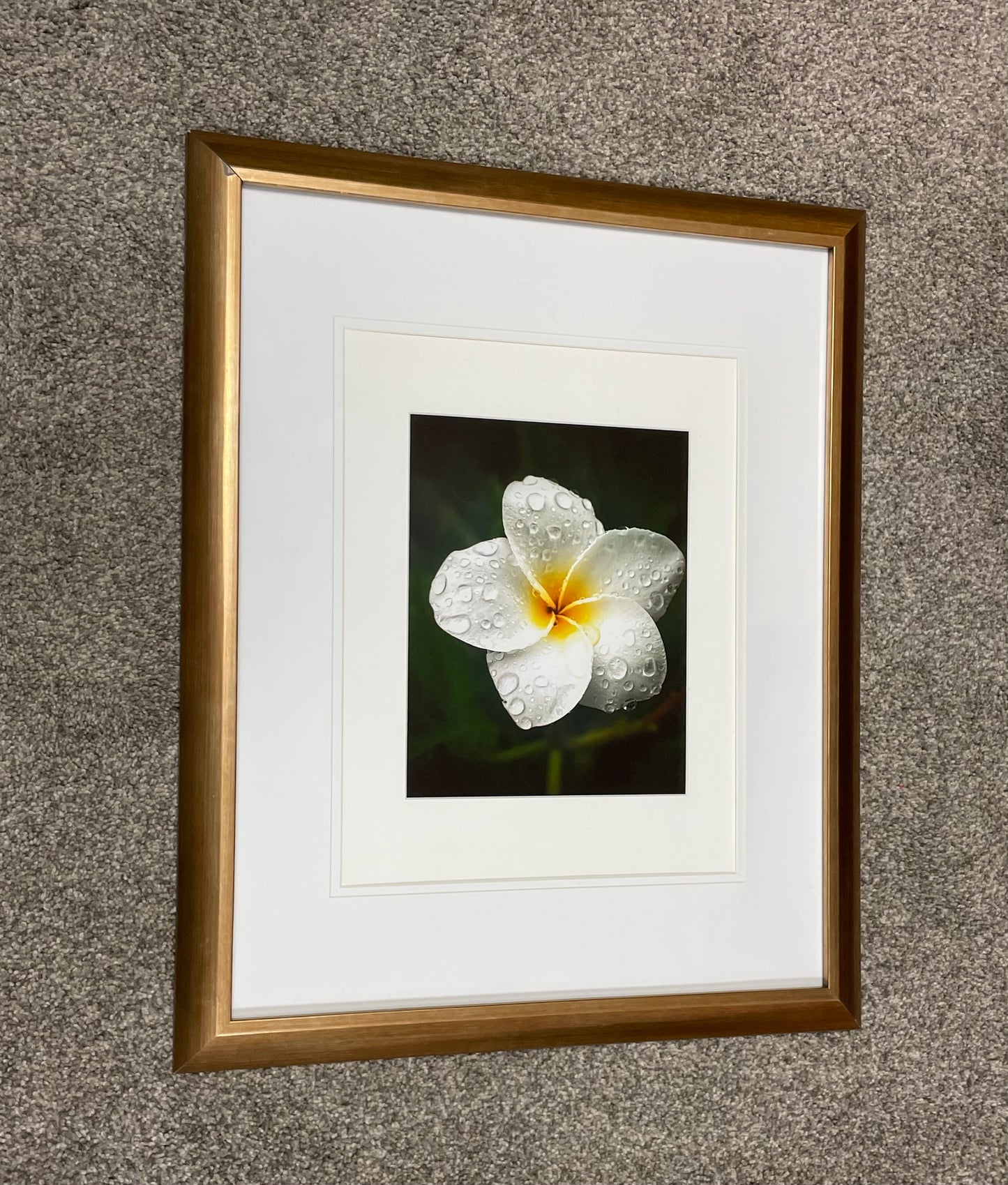 Plumeria, framed photograph by local photographer Brian Caroway (c)